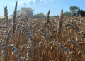 Kuban Wheat Harvest 2025: High Gluten Content and Strong Food-Grade Quality Revealed in Early Testing