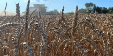 Kuban Wheat Harvest 2025: High Gluten Content and Strong Food-Grade Quality Revealed in Early Testing