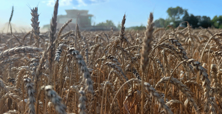 Kuban Wheat Harvest 2025: High Gluten Content and Strong Food-Grade Quality Revealed in Early Testing