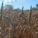 Kuban Wheat Harvest 2025: High Gluten Content and Strong Food-Grade Quality Revealed in Early Testing