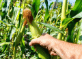 Overly Tight Tassel Wrap in Corn: A Hidden Threat to Pollination and Yield
