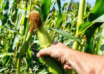 Overly Tight Tassel Wrap in Corn: A Hidden Threat to Pollination and Yield