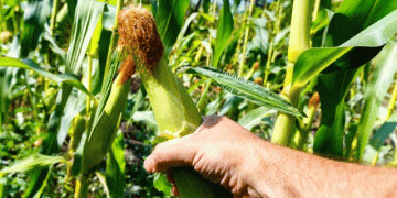 Overly Tight Tassel Wrap in Corn: A Hidden Threat to Pollination and Yield