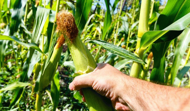 Overly Tight Tassel Wrap in Corn: A Hidden Threat to Pollination and Yield