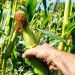 Overly Tight Tassel Wrap in Corn: A Hidden Threat to Pollination and Yield