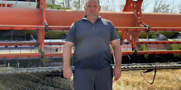 Record Wheat Yields: How Leading Farms Achieve Over 57 Centners per Hectare