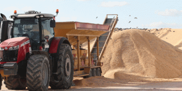 Barley Prices Set to Rival Wheat in 2025/26 Season: Market Trends and Forecasts