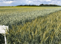 High-Yield Russian Wheat Varieties: Boosting Productivity for Modern Farmers