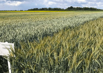 High-Yield Russian Wheat Varieties: Boosting Productivity for Modern Farmers