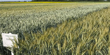 High-Yield Russian Wheat Varieties: Boosting Productivity for Modern Farmers
