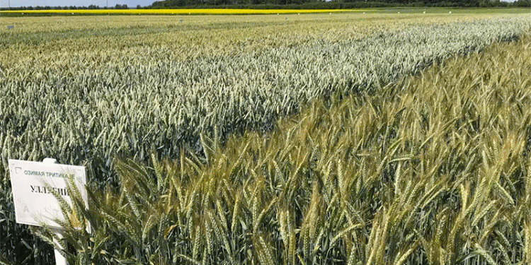 High-Yield Russian Wheat Varieties: Boosting Productivity for Modern Farmers
