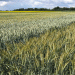 High-Yield Russian Wheat Varieties: Boosting Productivity for Modern Farmers
