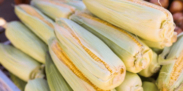 Primorsky Krai’s 10% Corn Production Surge: How Technology and Policy Are Fueling Growth