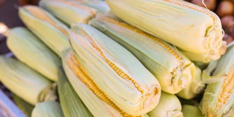 Primorsky Krai’s 10% Corn Production Surge: How Technology and Policy Are Fueling Growth