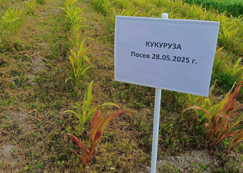 Corn in the Arctic Circle: How Komi Republic Farmers Are Pushing Agricultural Boundaries