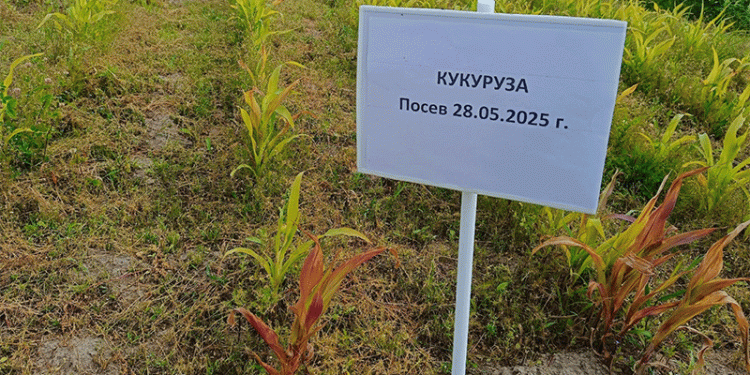 Corn in the Arctic Circle: How Komi Republic Farmers Are Pushing Agricultural Boundaries