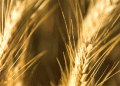 Vertical’ Wheat Breakthrough: High-Yield Winter Wheat Set to Transform Russian Agriculture