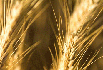 Vertical’ Wheat Breakthrough: High-Yield Winter Wheat Set to Transform Russian Agriculture