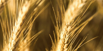 Vertical’ Wheat Breakthrough: High-Yield Winter Wheat Set to Transform Russian Agriculture
