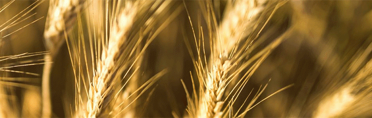 Vertical’ Wheat Breakthrough: High-Yield Winter Wheat Set to Transform Russian Agriculture