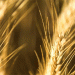 Vertical’ Wheat Breakthrough: High-Yield Winter Wheat Set to Transform Russian Agriculture