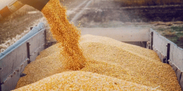 Drought Crisis in Southern Russia: 25% Crop Losses Threaten Wheat, Corn, and Sunflower Production