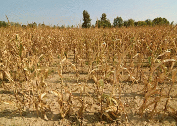 Corn Crop Collapse in Bulgaria: Extreme Heat and Drought Leave Farmers with No Harvest – What’s Next?