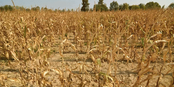 Corn Crop Collapse in Bulgaria: Extreme Heat and Drought Leave Farmers with No Harvest – What’s Next?