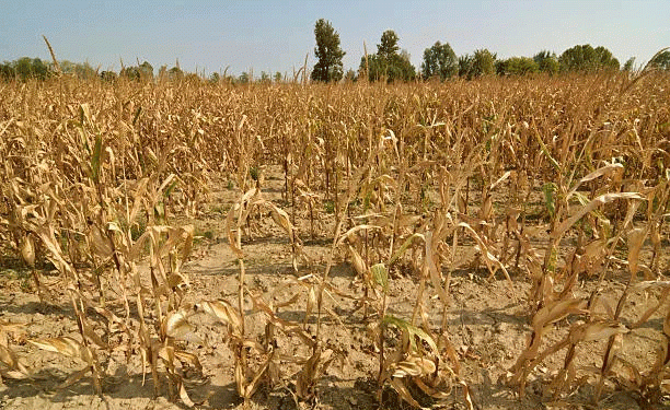 Corn Crop Collapse in Bulgaria: Extreme Heat and Drought Leave Farmers with No Harvest – What’s Next?