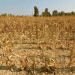 Corn Crop Collapse in Bulgaria: Extreme Heat and Drought Leave Farmers with No Harvest – What’s Next?