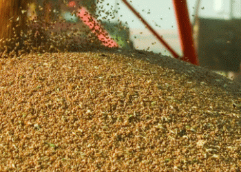 Russia’s Wheat Exports Plummet: Key Trends, Market Shifts, and What Lies Ahead