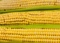 Heat and Drought in Krasnodar Krai Threaten Corn Yields: Can Early-Maturing Hybrids Save the Harvest?