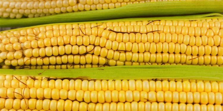 Heat and Drought in Krasnodar Krai Threaten Corn Yields: Can Early-Maturing Hybrids Save the Harvest?