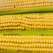Heat and Drought in Krasnodar Krai Threaten Corn Yields: Can Early-Maturing Hybrids Save the Harvest?