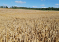 Revolutionizing Wheat Yields: Kuban Scientists Develop Biopreparation Boosting Harvests by 30%