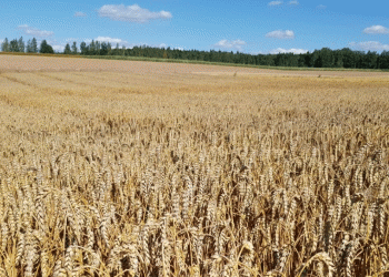 Revolutionizing Wheat Yields: Kuban Scientists Develop Biopreparation Boosting Harvests by 30%
