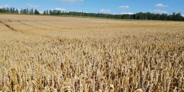 Revolutionizing Wheat Yields: Kuban Scientists Develop Biopreparation Boosting Harvests by 30%