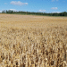 Revolutionizing Wheat Yields: Kuban Scientists Develop Biopreparation Boosting Harvests by 30%