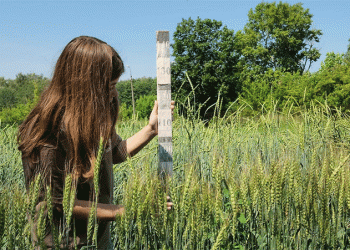 Reviving Valivov’s Legacy: Afghan Frost-Resistant Wheat Shows Promise for Modern Agriculture