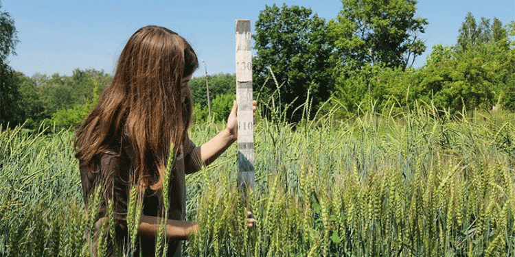 Reviving Valivov’s Legacy: Afghan Frost-Resistant Wheat Shows Promise for Modern Agriculture