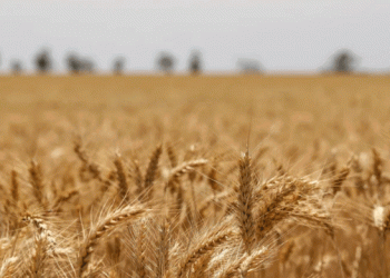 Wheat Sprouts: A Powerhouse of Antioxidants with Potential to Boost Longevity and Health