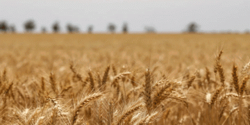 Wheat Sprouts: A Powerhouse of Antioxidants with Potential to Boost Longevity and Health