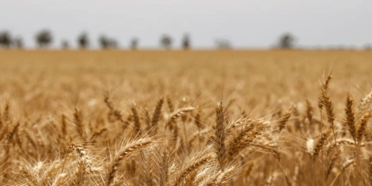 Wheat Sprouts: A Powerhouse of Antioxidants with Potential to Boost Longevity and Health