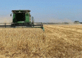 Record Wheat Harvest in Shovgenovsky District: Key Insights for Modern Agriculture