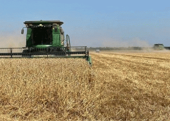 Record Wheat Harvest in Shovgenovsky District: Key Insights for Modern Agriculture