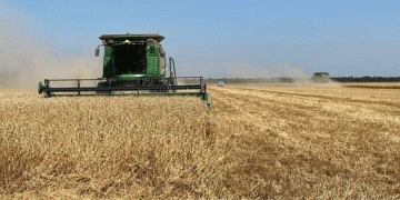 Record Wheat Harvest in Shovgenovsky District: Key Insights for Modern Agriculture