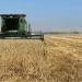 Record Wheat Harvest in Shovgenovsky District: Key Insights for Modern Agriculture
