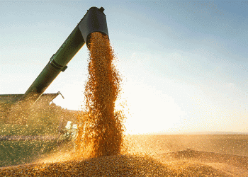 Georgia Doubles Wheat Imports from Russia: Trends, Trade Shifts, and Agricultural Implications