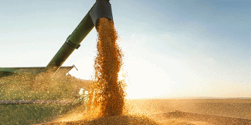 Georgia Doubles Wheat Imports from Russia: Trends, Trade Shifts, and Agricultural Implications