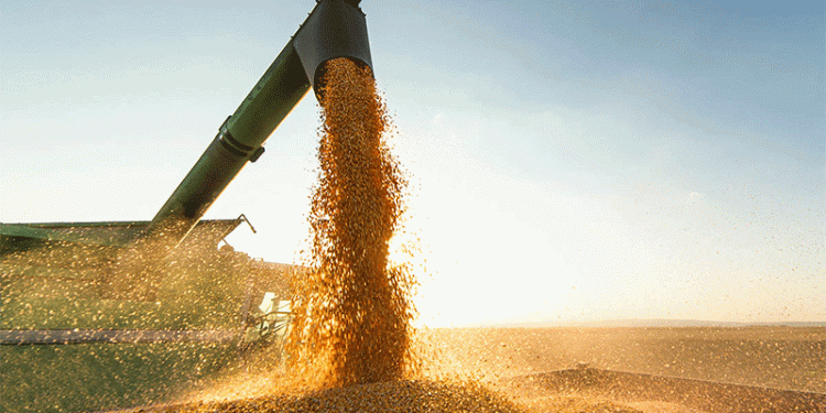 Georgia Doubles Wheat Imports from Russia: Trends, Trade Shifts, and Agricultural Implications